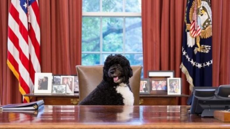 Barack y Michelle Obama se despiden con profunda tristeza de su perro Bo