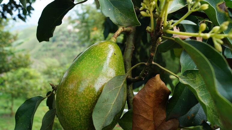 Jardinería: ¿Cómo cultivar aguacate en una maceta FÁCIL y RÁPIDO?