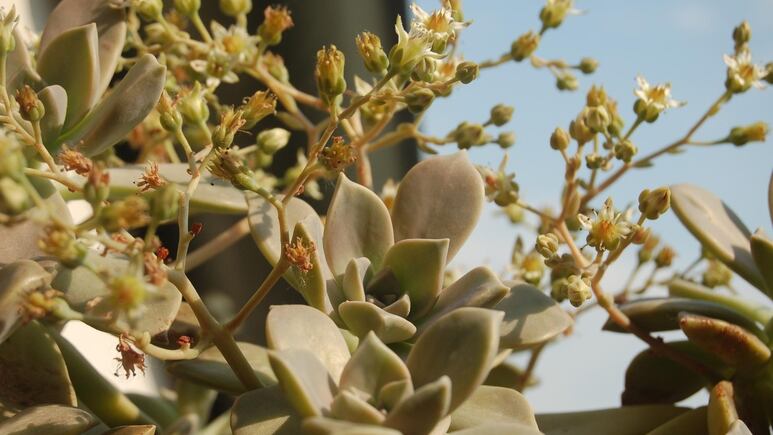 Suculentas: Guía para hacer florecer la Graptopetalum paraguayense o Madreperla