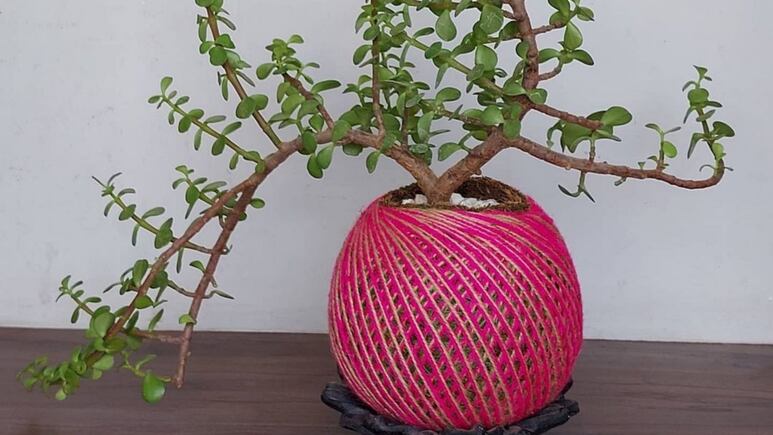 Plantas colgantes: ¿Cómo hacer un kokedama rosa para decorar tu casa?