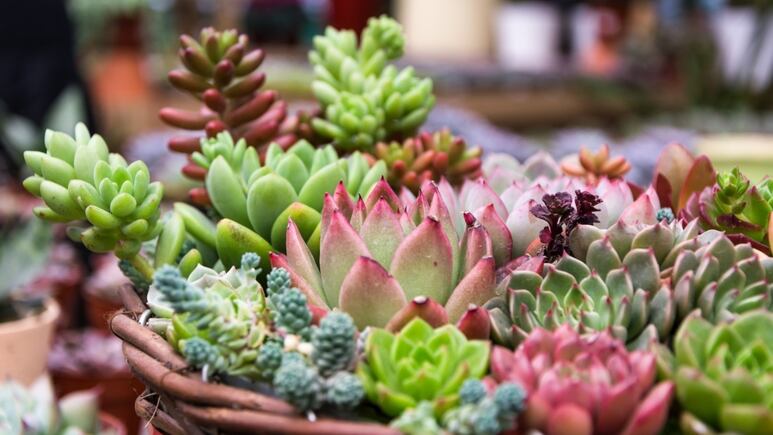 Suculentas: ¿Cómo saber si mi planta está enferma? 5 síntomas que debes conocer