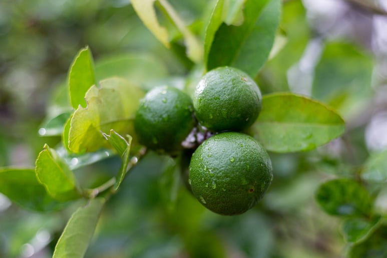 limonero