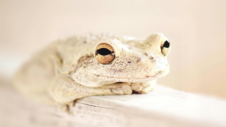 ¿Qué significa que encuentres ranas blancas en tu casa?