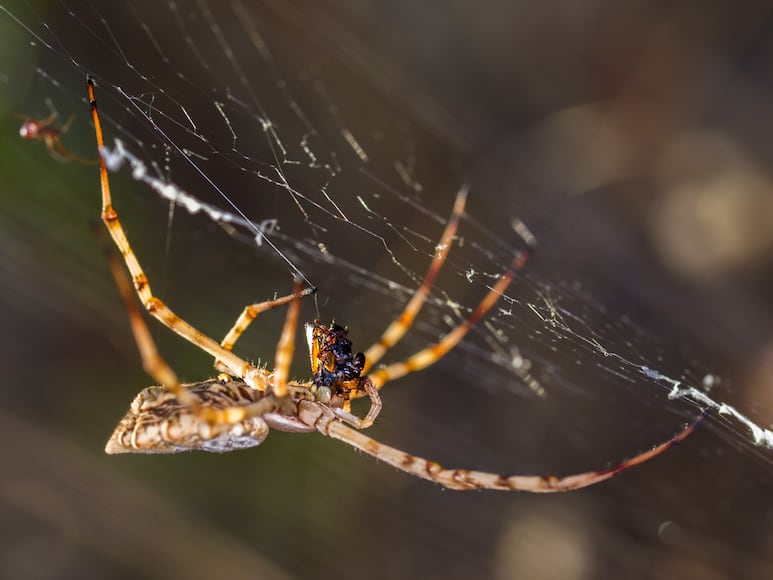 araña violinista