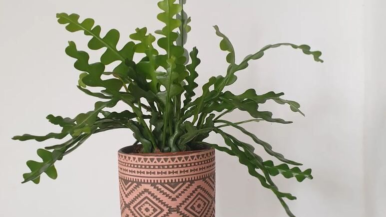 Suculenta de noche: La planta de la suerte que debes tener en casa para atraer dinero y fortuna