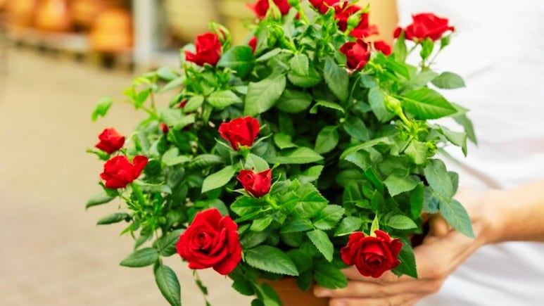 Guía de cuidados para que los rosales en maceta siempre tengan flores