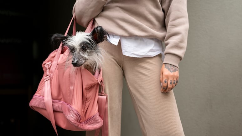 Lux for dogs: Los accesorios más cool para lucir tu estilo con tu lomito
