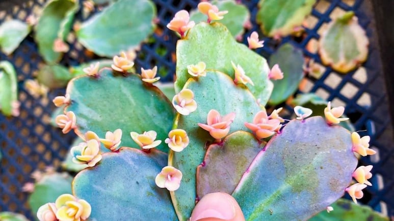 Plantas de interior: ¿Cómo propagar suculentas en el aire?