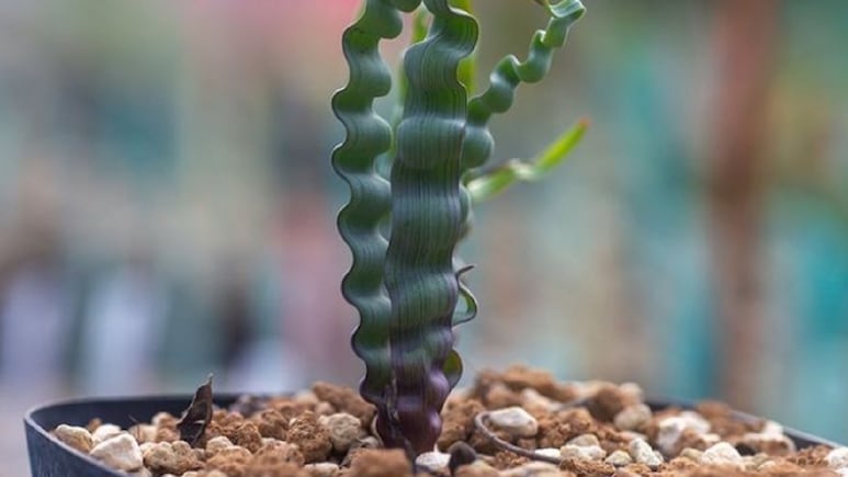 Plantas de sol: Trachyandra tortilis, la suculenta de la suerte más exótica y elegante para decorar tu casa o departamento