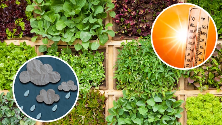 Calendario julio 2025 ¿Qué plantas sembrar en tu huerto o jardín