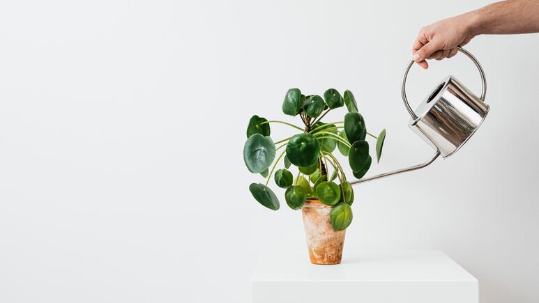 Plantas y suculentas: ¿Qué hago si mi planta está triste?