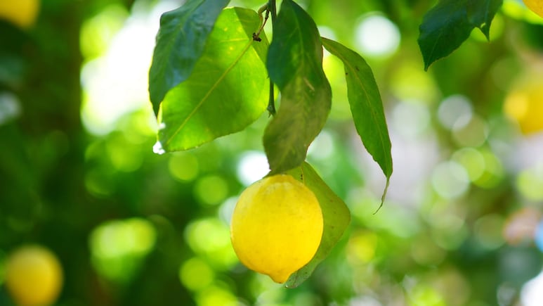 hojas arrugadas en un limonero bajo la luz del sol