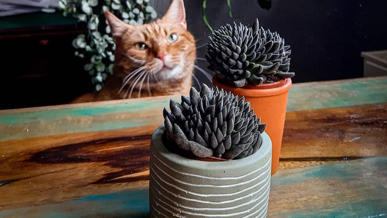 Suculenta negra: el toque elegante que tu hogar necesita