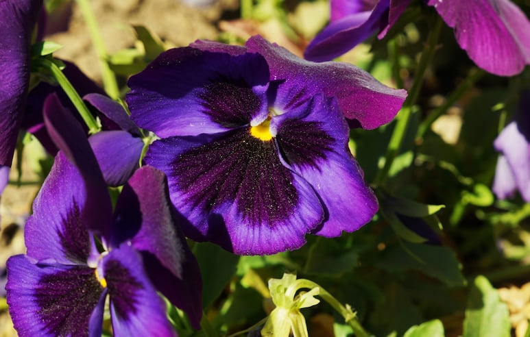 petunias