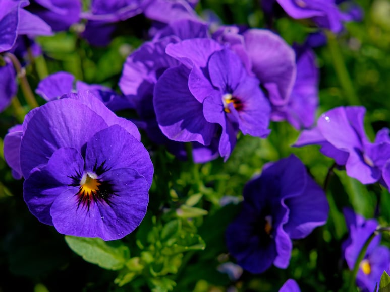 petunias