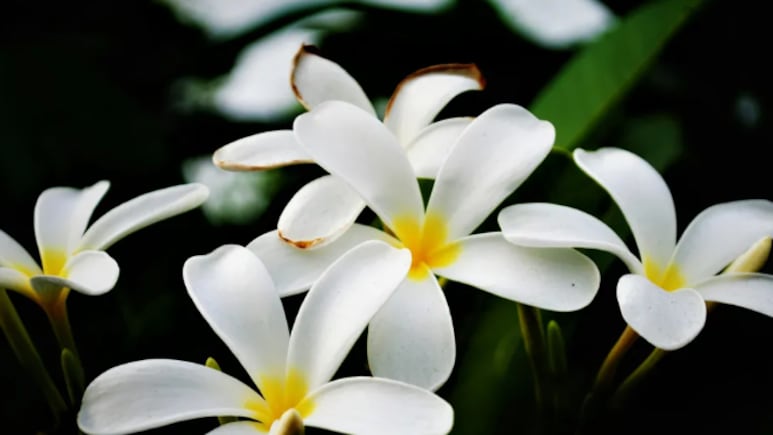 Flor de mayo: La planta mexicana que tiene propiedades para lograr una piel de porcelana