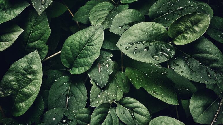 Jardinería: ¿Por qué se ponen pegajosas las hojas de las plantas y cómo solucionarlo?