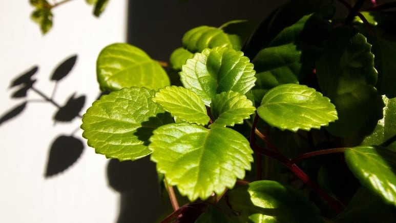 ¿Dónde poner la planta millonaria para tener éxito en el trabajo y conseguir un aumento?