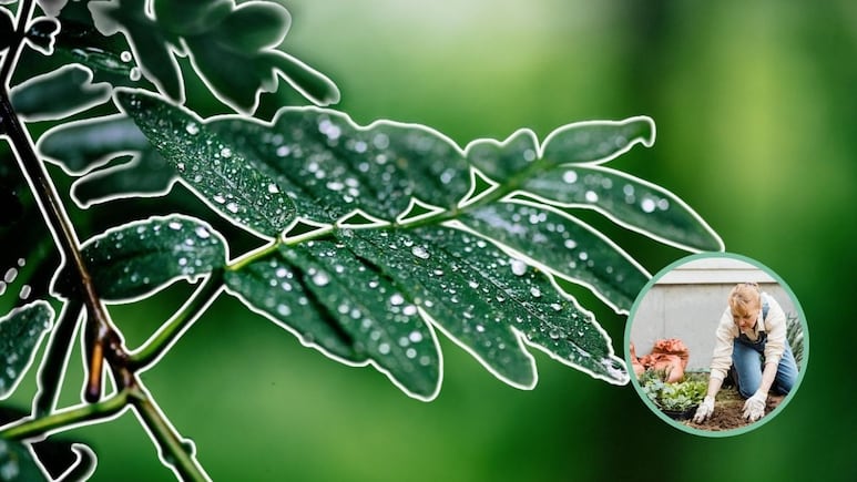 lluvias plantas