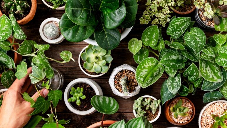 ¿Cómo quitar hongos de tus plantas? 3 trucos fáciles para evitar que tu planta muera