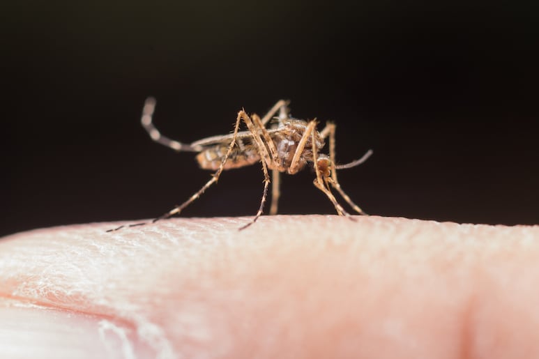 mosquitos