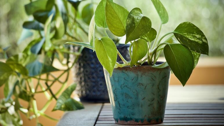 Jardinería: Las mejores plantas de interior para principiantes