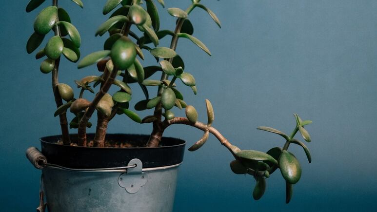 3 formas fáciles de enraizar el árbol de jade con ingredientes de cocina