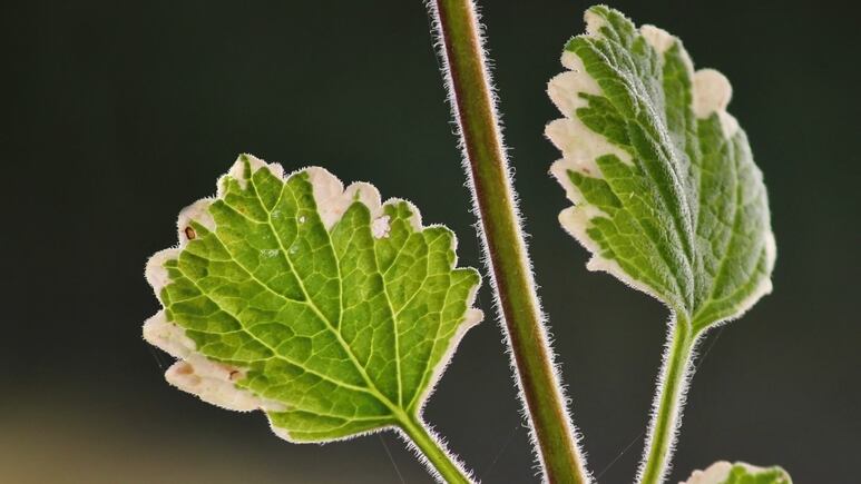 Planta de Incienso: Estos son los usos y beneficios que aporta a tu bienestar