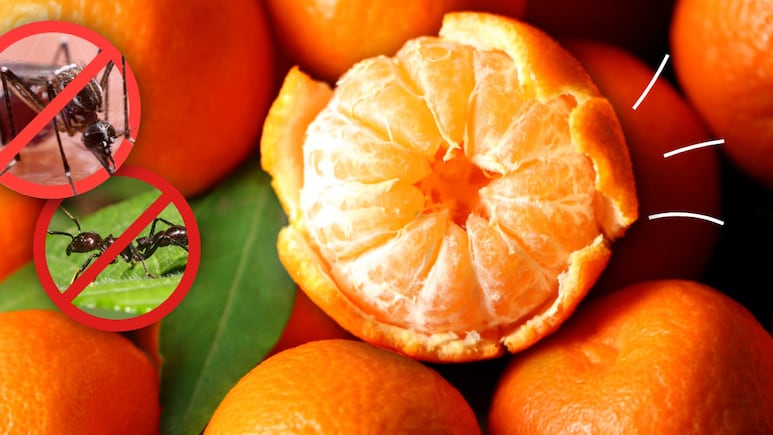 Cáscaras de mandarina como repelente natural para insectos en casa