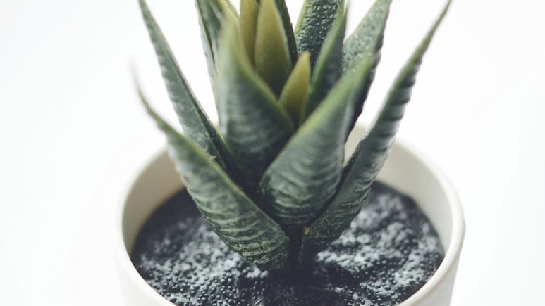 Feng shui: ¿Dónde NO poner tu planta de aloe vera porque te quita fortuna y prosperidad?