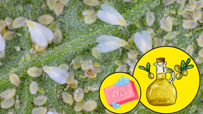 Mosquita blanca bajo control solución 100% natural para proteger tus plantas