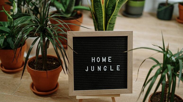 5 ideas para decorar tu jardín vertical en casa FÁCIL Y RÁPIDO