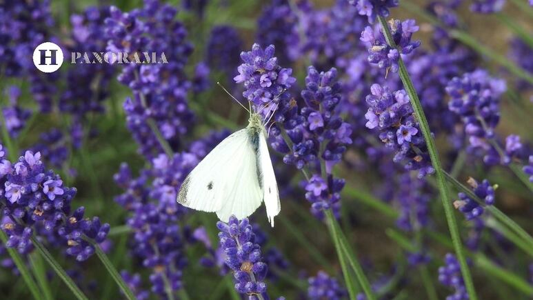 ¿Cómo se reproduce la LAVANDA por esqueje? 3 pasos fáciles para propagar tu planta en otoño