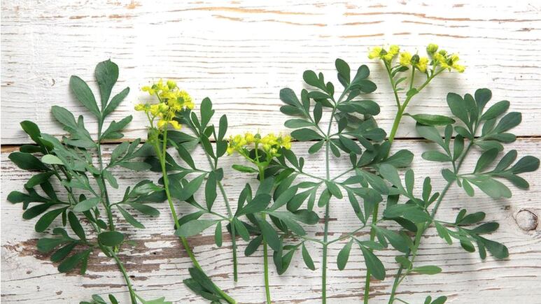 Plantas protectoras: ¿Por qué tener la ruda en la puerta de tu casa?