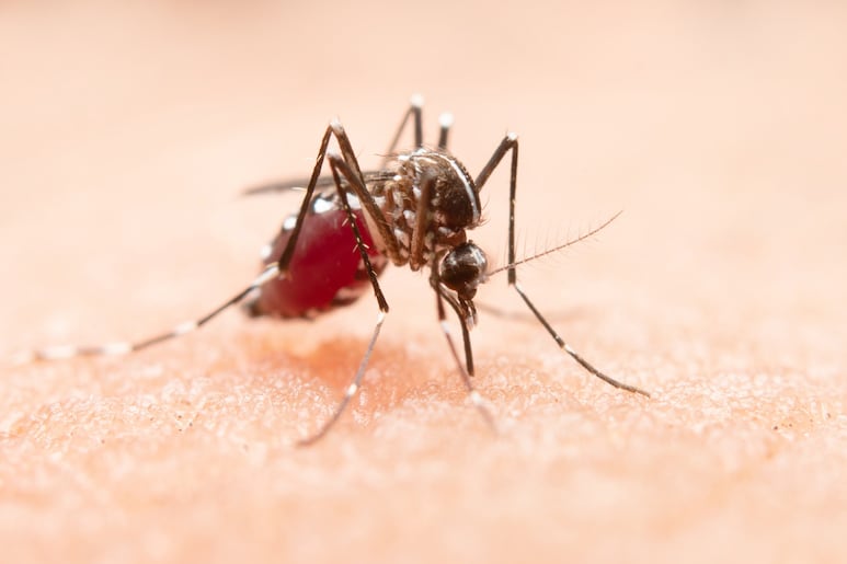 mosquitos