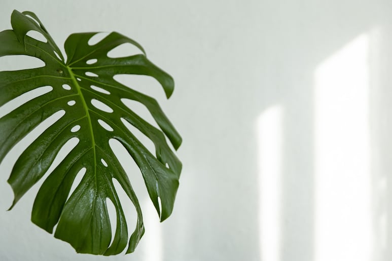 Monstera