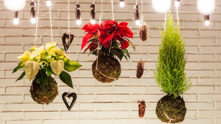 La técnica japonesa para cultivar tu árbol de Navidad en Kokedama