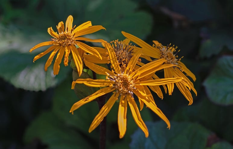 Ligularias