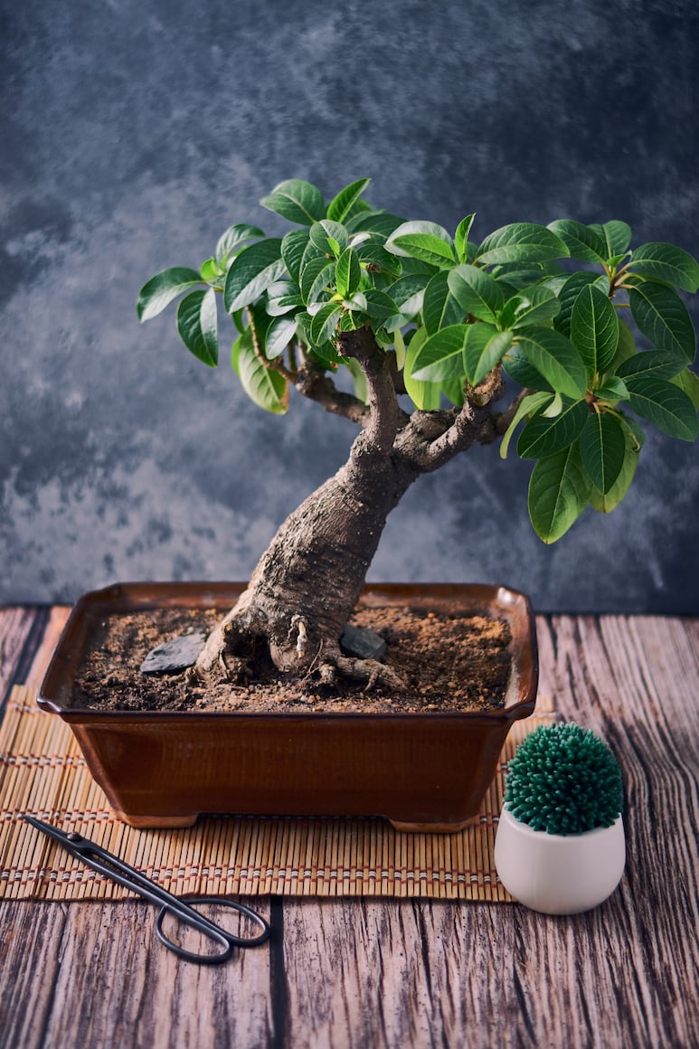 Árbol de Jade