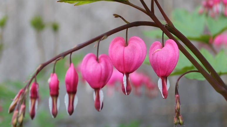 Corazones Sangrantes Negros: La planta que necesitas para decorar este 31 de octubre y Día de Muertos