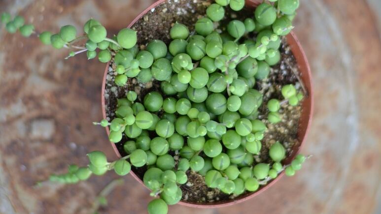 Planta rosario: Conoce su significado y 3 formas de decorar tu casa con esta suculenta colgante