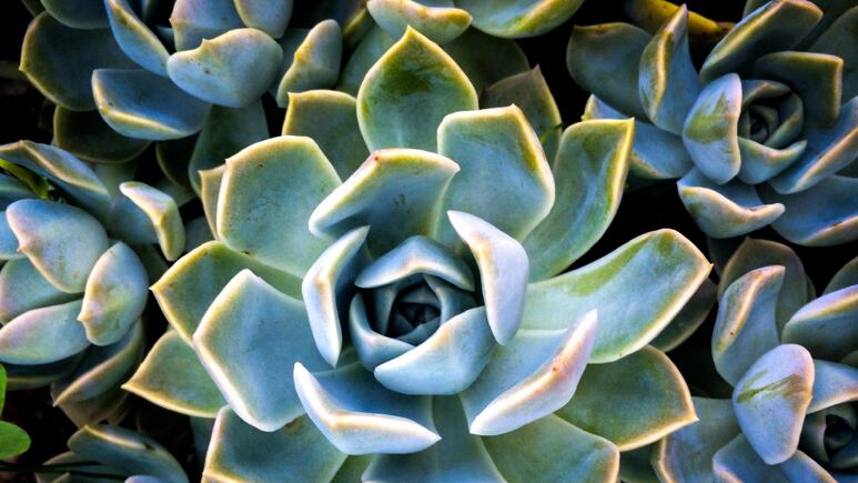 5 ideas para decorar tu hogar con suculentas azules