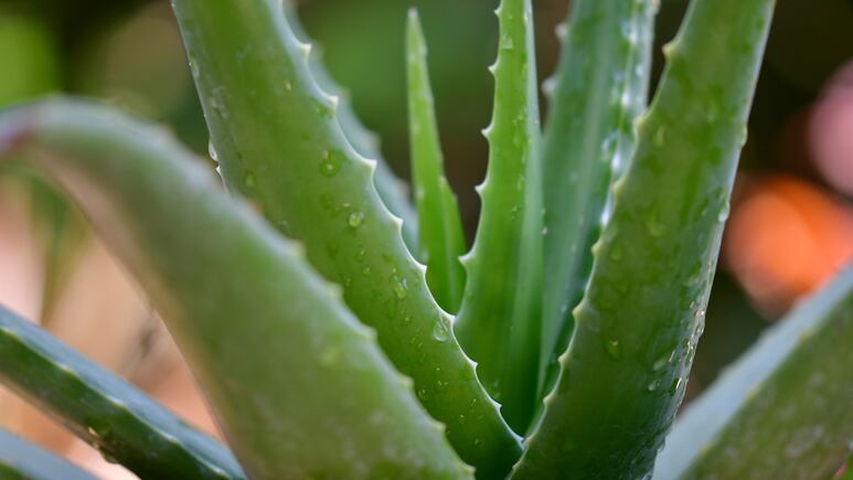 Feng Shui: ¿Dónde colocar el aloe vera en 2022 para atraer el dinero y el éxito?
