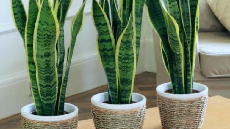 ¿Cómo trasplantar la lengua de suegra o sansevieria en maceta?