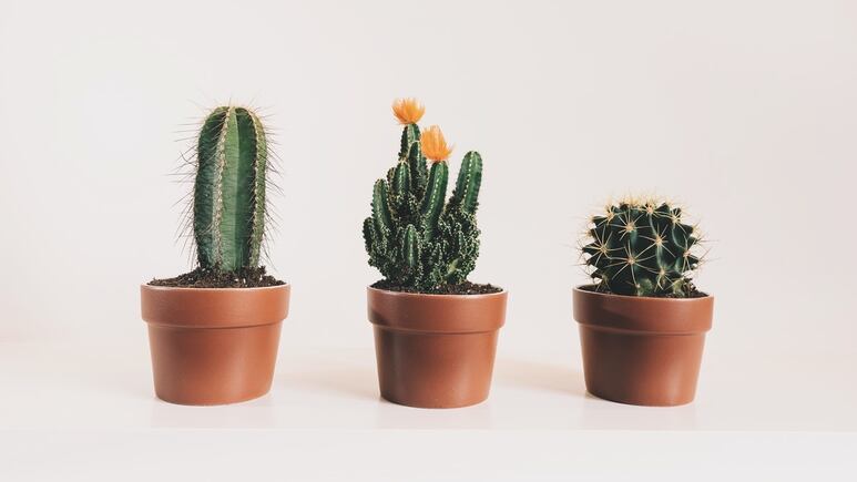 ¿Cómo regar los cactus miniatura? Esta es la mejor manera de hidratarlos sin matarlos