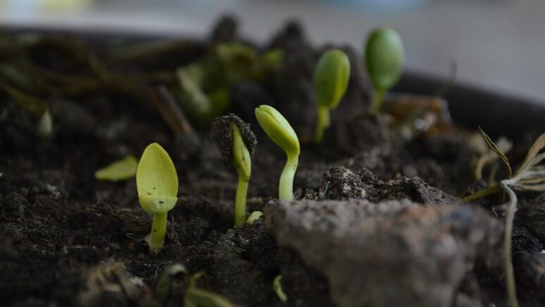 Plantas: ¿Qué es y para qué sirve la composta?