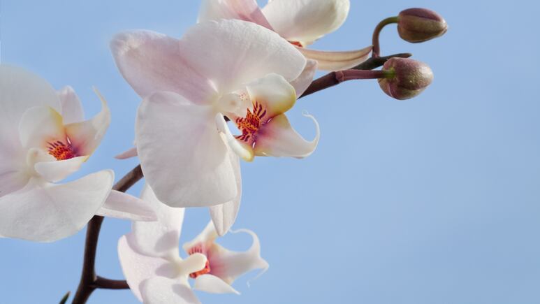 Jardinería: ¿Cómo preparar un abono casero para orquídeas FÁCIL y RÁPIDO?