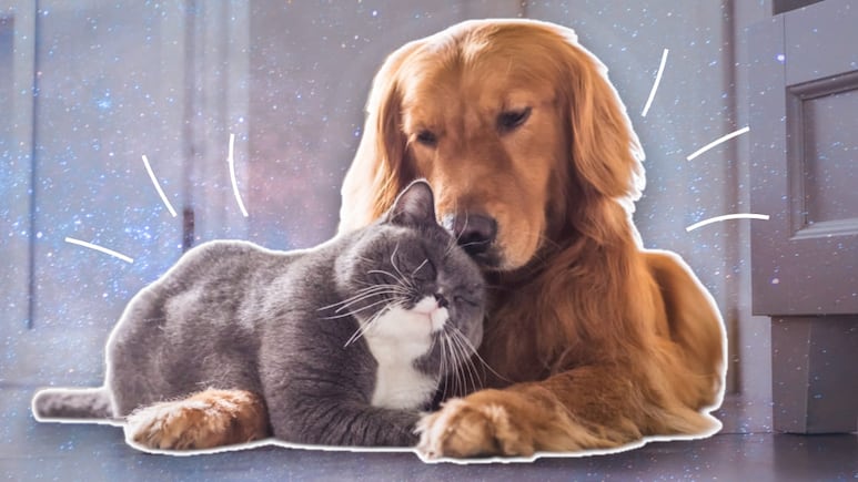 Ritual de limpieza energética para tu mascota