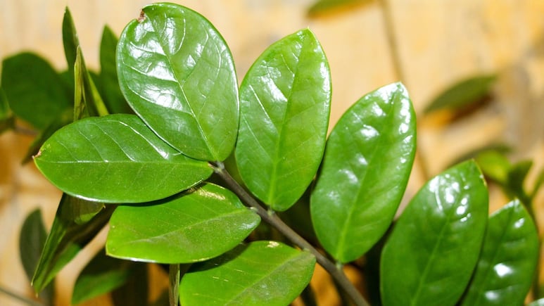 ¿Por qué las hojas de mi planta Zamioculca se ponen amarillas?