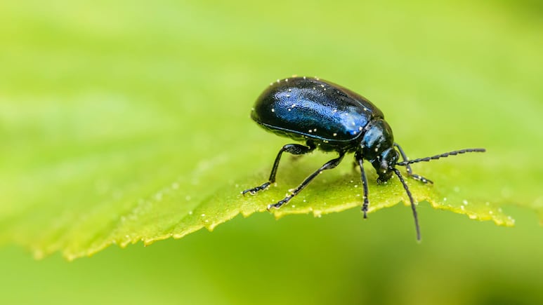 Los insectos que te traen buena fortuna: escarabajo